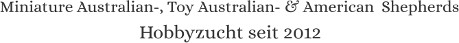 Miniature Australian-, Toy Australian- & American  Shepherds Hobbyzucht seit 2012