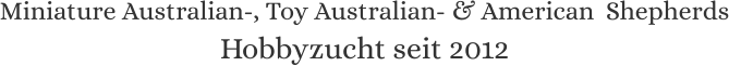 Miniature Australian-, Toy Australian- & American  Shepherds Hobbyzucht seit 2012