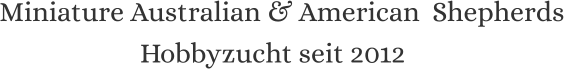 Miniature Australian & American  Shepherds Hobbyzucht seit 2012