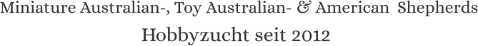 Hobbyzucht seit 2012 Miniature Australian-, Toy Australian- & American  Shepherds