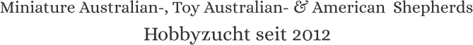 Miniature Australian-, Toy Australian- & American  Shepherds Hobbyzucht seit 2012
