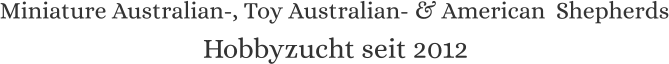 Miniature Australian-, Toy Australian- & American  Shepherds Hobbyzucht seit 2012