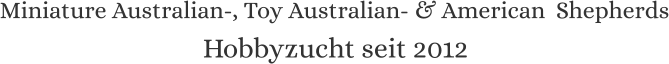 Miniature Australian-, Toy Australian- & American  Shepherds Hobbyzucht seit 2012