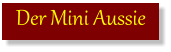 Der Mini Aussie