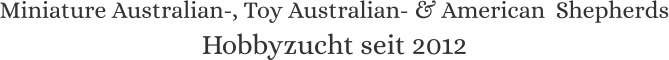 Miniature Australian-, Toy Australian- & American  Shepherds Hobbyzucht seit 2012