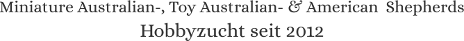Miniature Australian-, Toy Australian- & American  Shepherds Hobbyzucht seit 2012