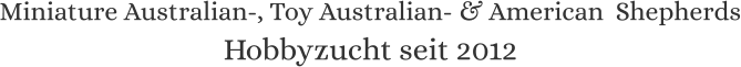 Miniature Australian-, Toy Australian- & American  Shepherds Hobbyzucht seit 2012