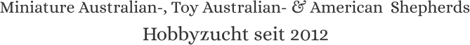 Miniature Australian-, Toy Australian- & American  Shepherds Hobbyzucht seit 2012
