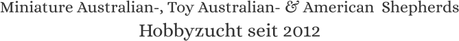 Miniature Australian-, Toy Australian- & American  Shepherds Hobbyzucht seit 2012