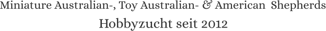 Miniature Australian-, Toy Australian- & American  Shepherds Hobbyzucht seit 2012