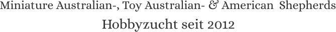 Miniature Australian-, Toy Australian- & American  Shepherds Hobbyzucht seit 2012
