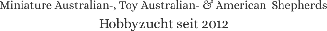 Miniature Australian-, Toy Australian- & American  Shepherds Hobbyzucht seit 2012