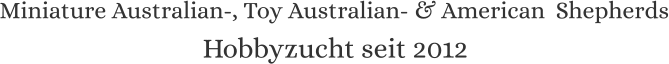 Miniature Australian-, Toy Australian- & American  Shepherds Hobbyzucht seit 2012