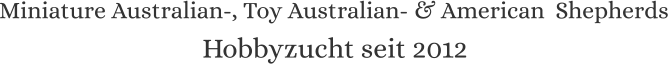 Miniature Australian-, Toy Australian- & American  Shepherds Hobbyzucht seit 2012